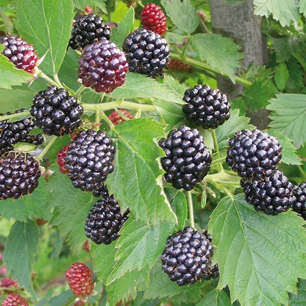 Brombeeren