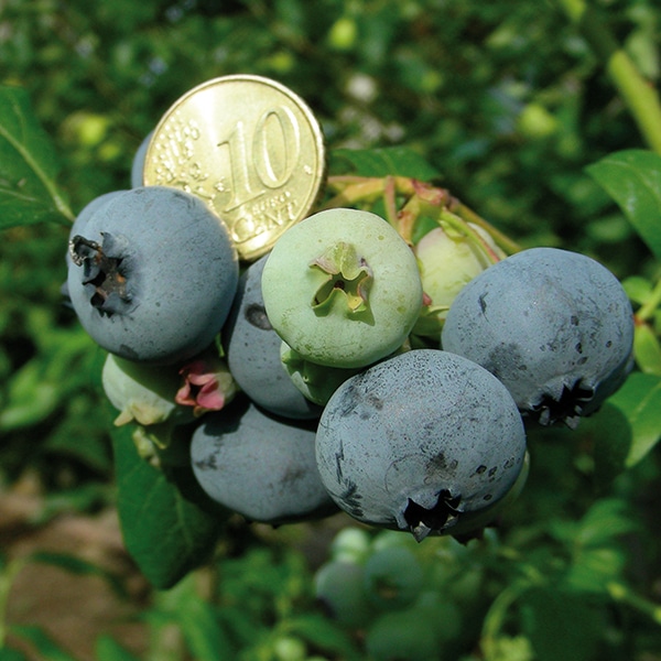 Kulturheidelbeeren