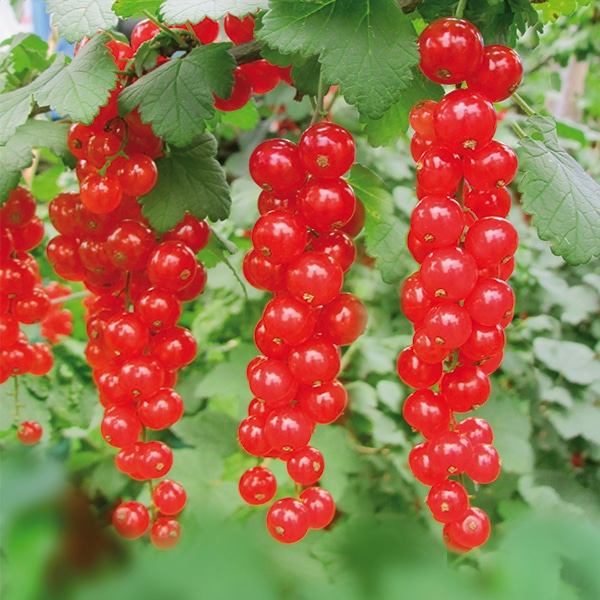 Johannisbeeren, Jostabeeren