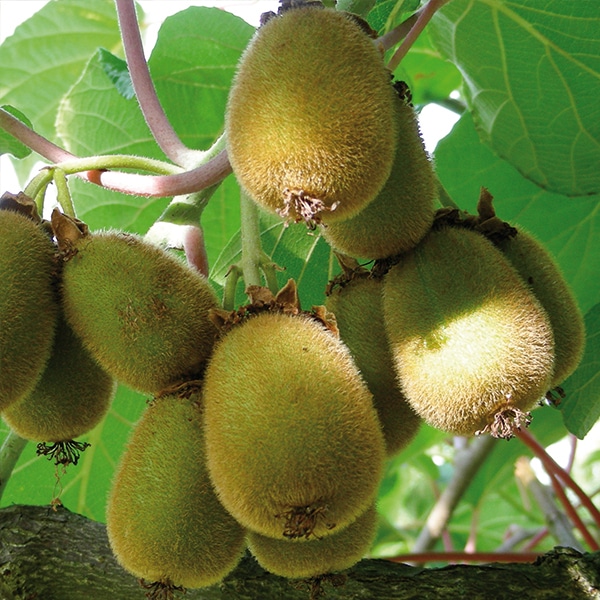 Kiwis