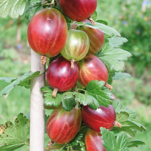 Stachelbeeren