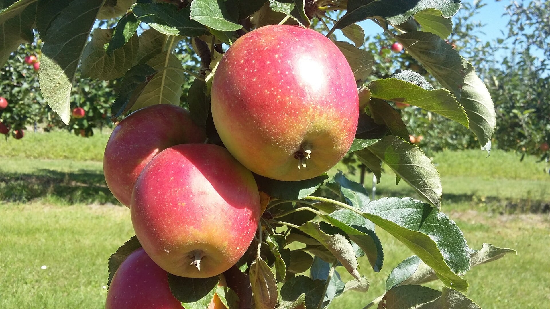 Acrobat® - Kiefer Obstwelt