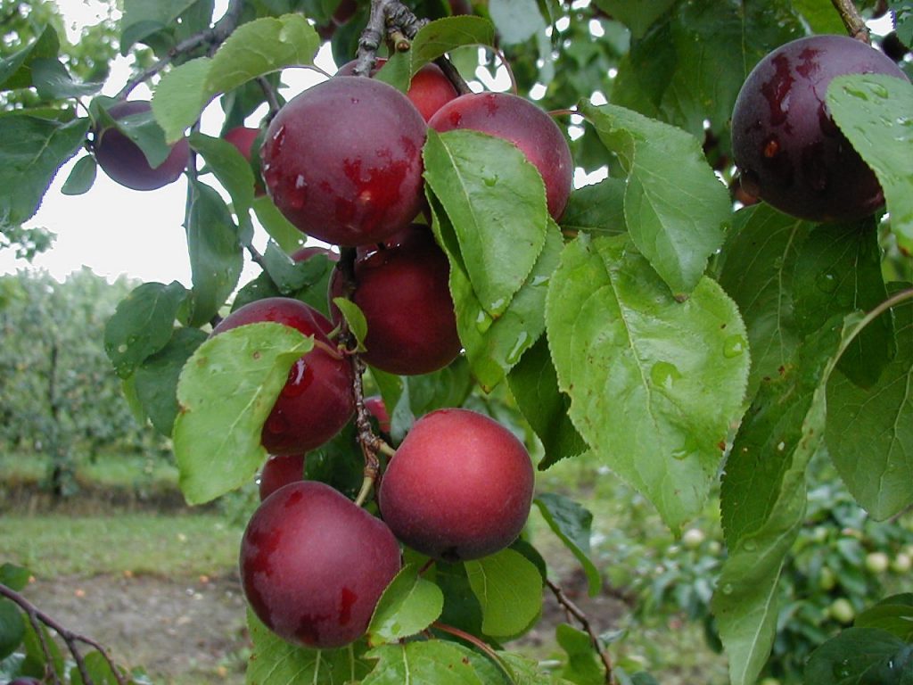 Aprikyra ® - Kiefer Obstwelt