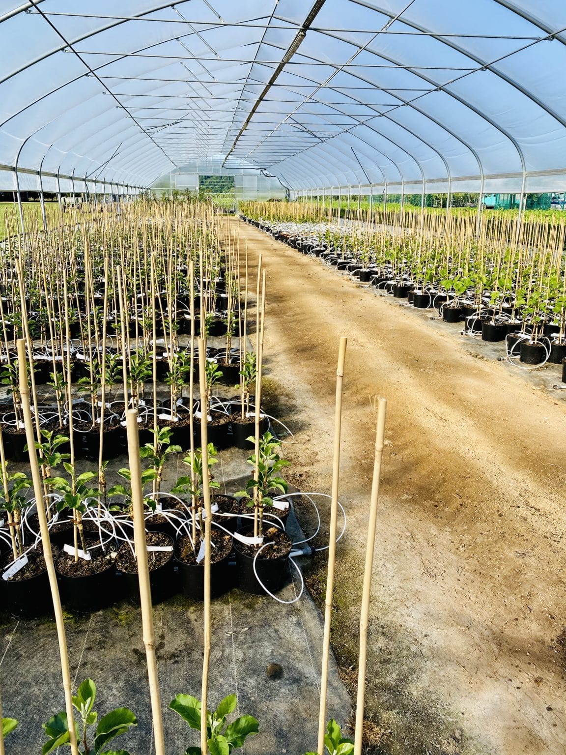 Containerpflanzen - jederzeit pflanzbereit! - Kiefer Obstwelt