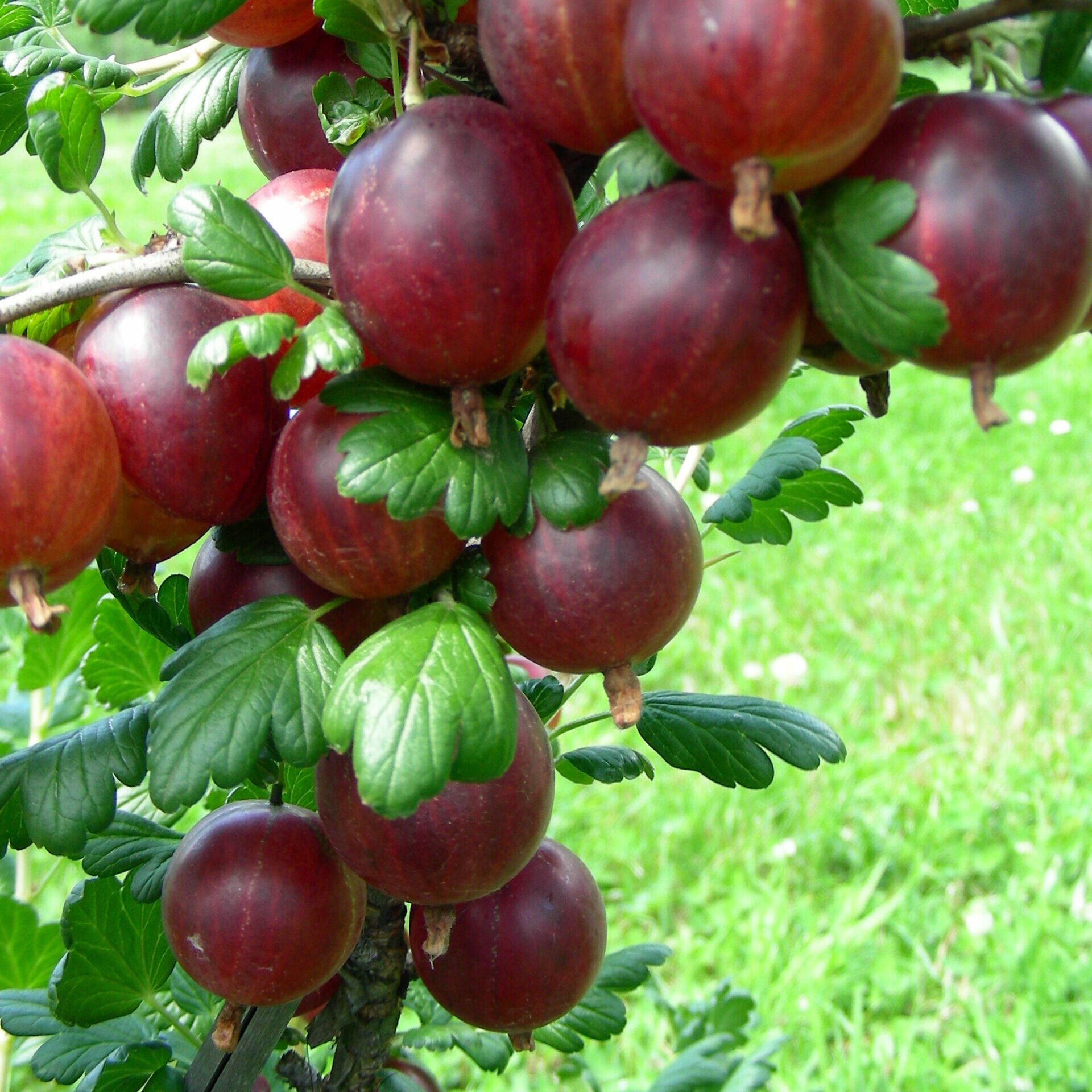 Rokula Kiefer Obstwelt
