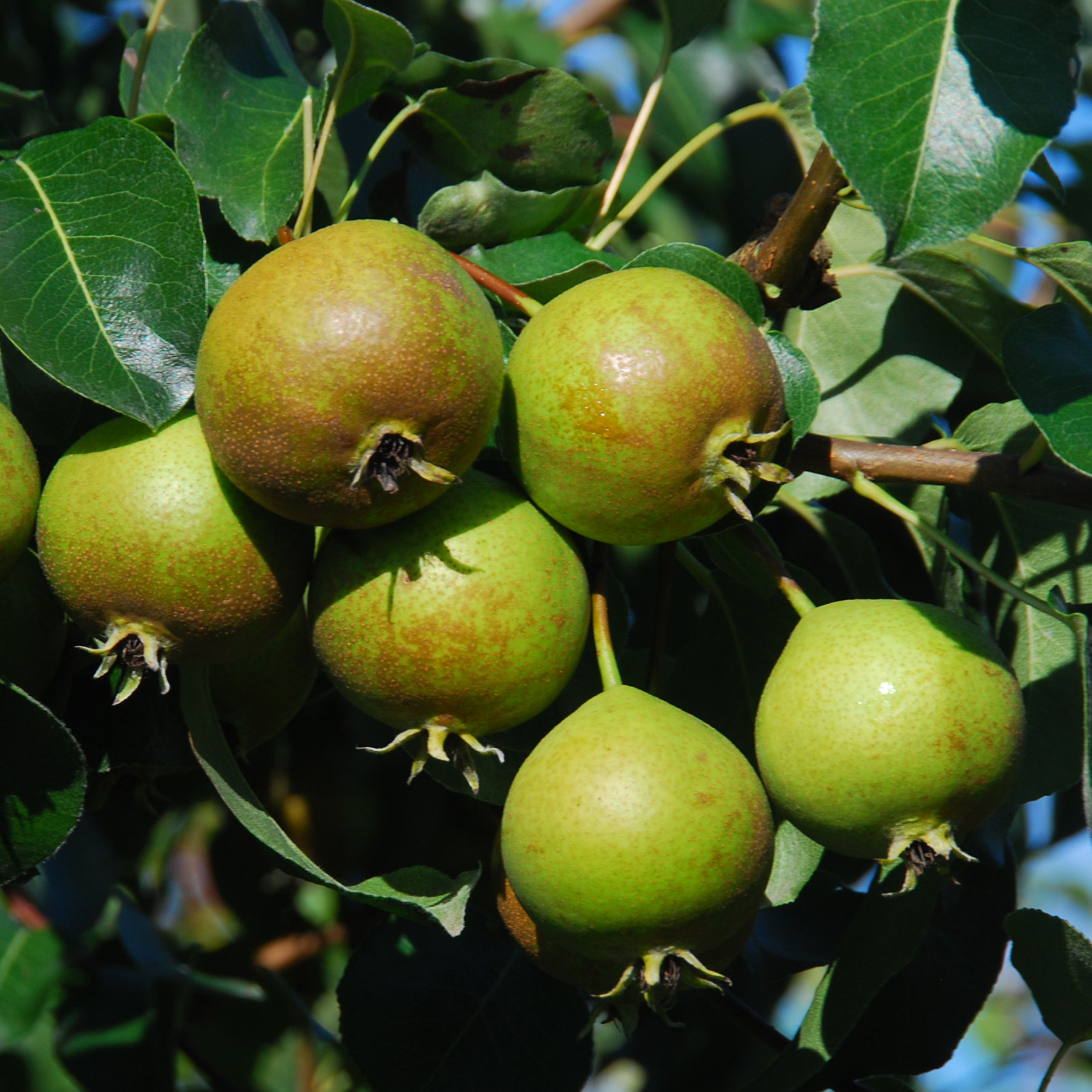 Sülibirne Kiefer Obstwelt